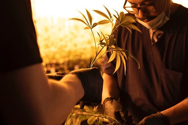 Our flower goes through an intense 8 week grow period where our team personally cares for our plants every step of the way. We remain compliant to all Nevada’s standards and deliver quality to our shoppe. From seed to sale 🌱
#lasvegas #vegaslocal #vegaslife #vegas 
For use only by adults 21 years of age and older. 
Keep out of the reach of children.